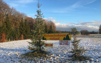 Der Weihnachtsbaumwald in Letzin-Siedlung.